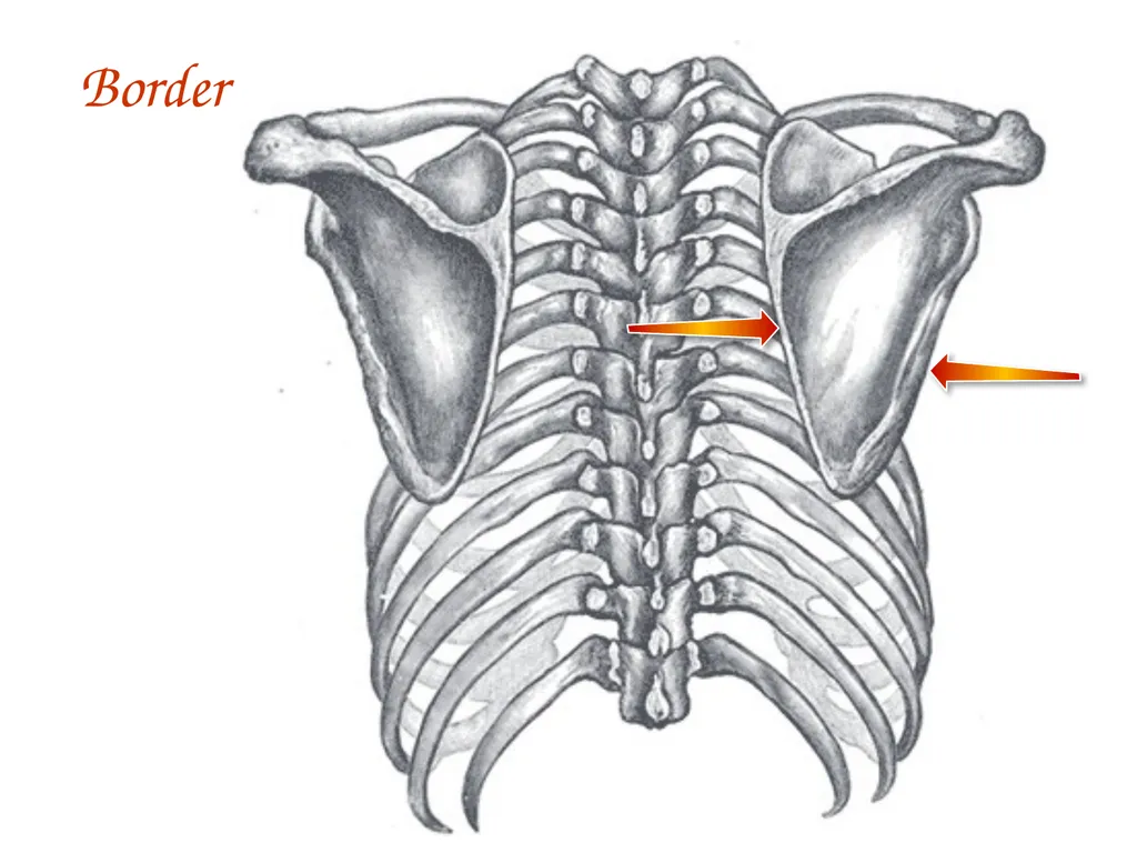 Study Tips & Tools for A&P LAB 6 Bones and - slide 13 of 36