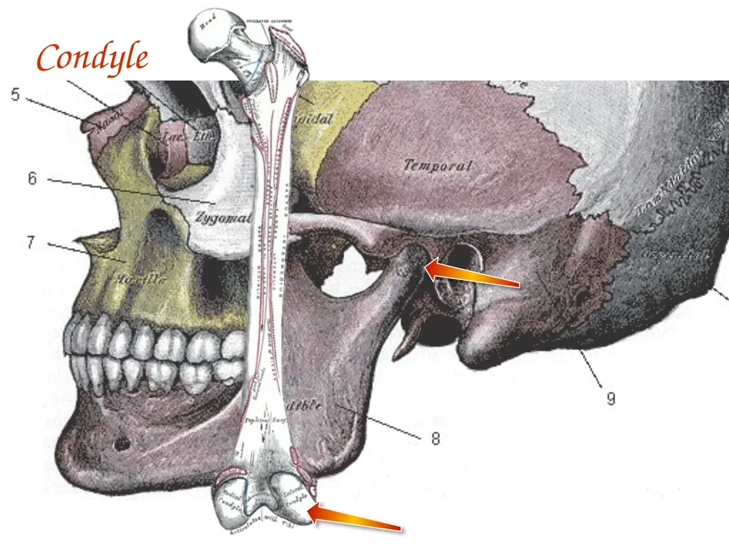 Study Tips & Tools for A&P LAB 6 Bones and - slide 28 of 36