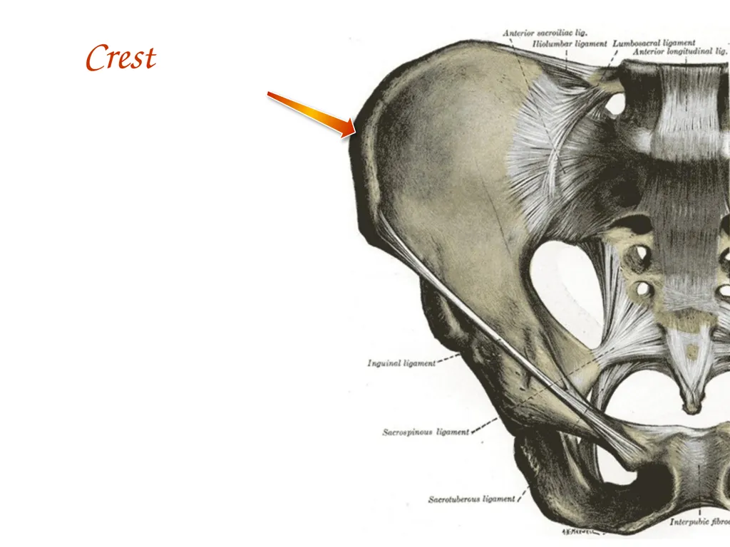 Study Tips & Tools for A&P LAB 6 Bones and - slide 24 of 36