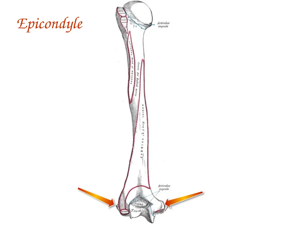 Study Tips & Tools for A&P LAB 6 Bones and - slide 29 of 36