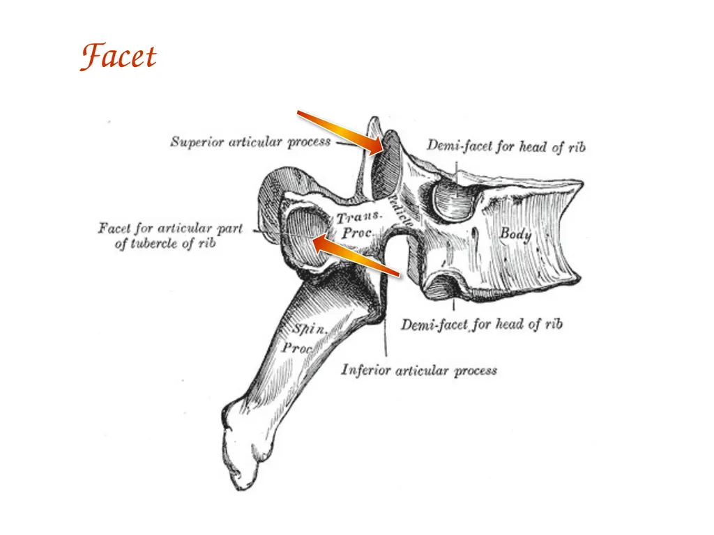 Study Tips & Tools for A&P LAB 6 Bones and - slide 21 of 36