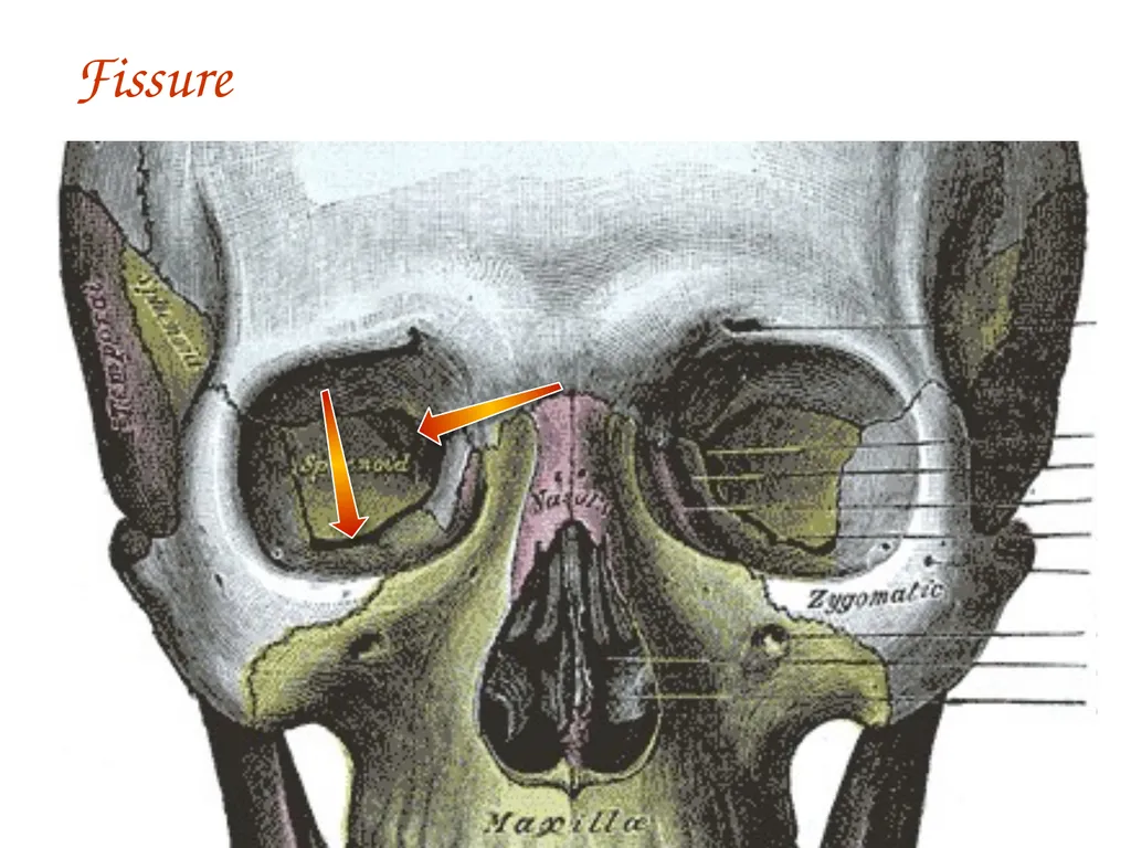 Study Tips & Tools for A&P LAB 6 Bones and - slide 35 of 36