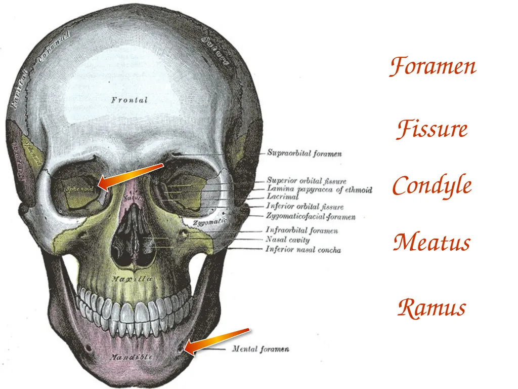 Study Tips & Tools for A&P LAB 6 Bones and - slide 10 of 36