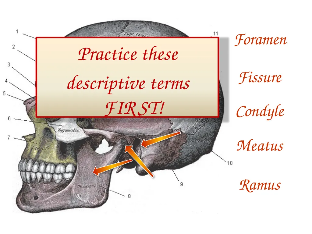 Study Tips & Tools for A&P LAB 6 Bones and - slide 11 of 36