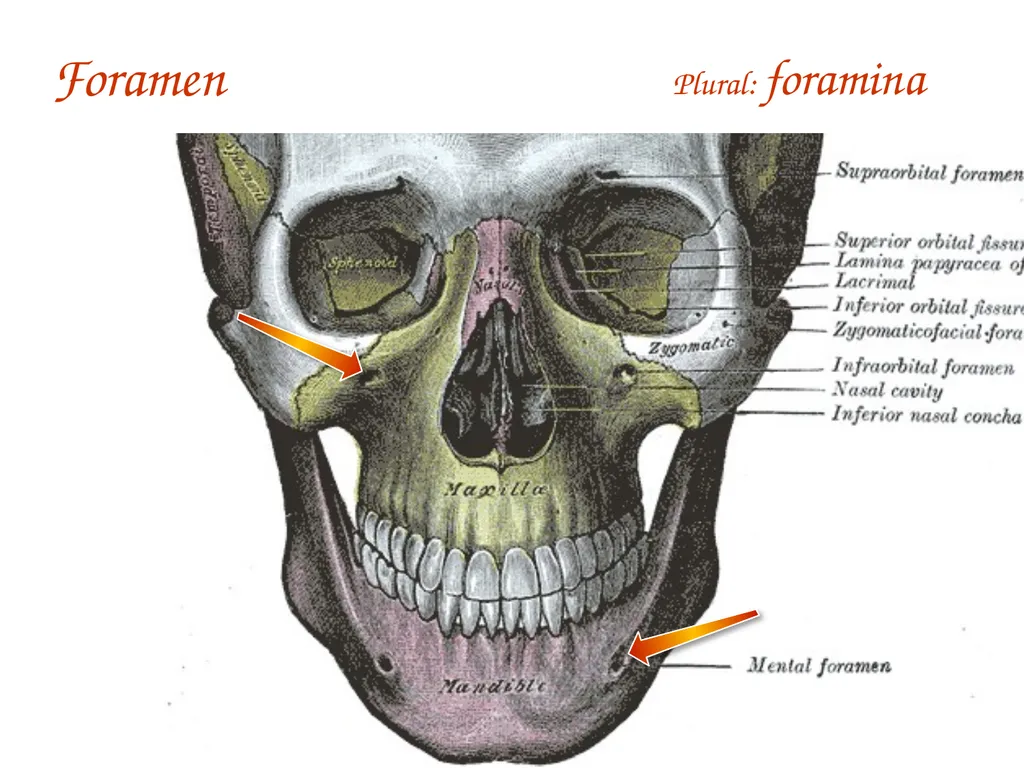 Study Tips & Tools for A&P LAB 6 Bones and - slide 33 of 36