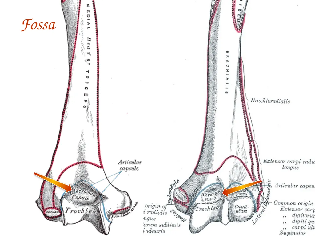 Study Tips & Tools for A&P LAB 6 Bones and - slide 22 of 36