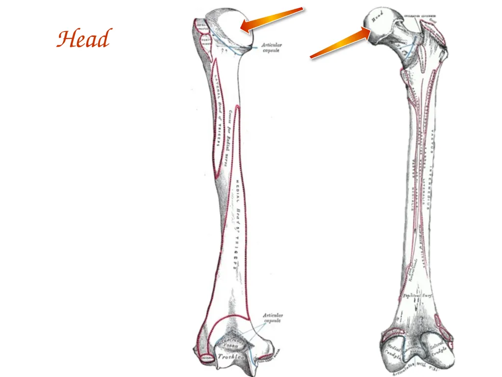 Study Tips & Tools for A&P LAB 6 Bones and - slide 18 of 36