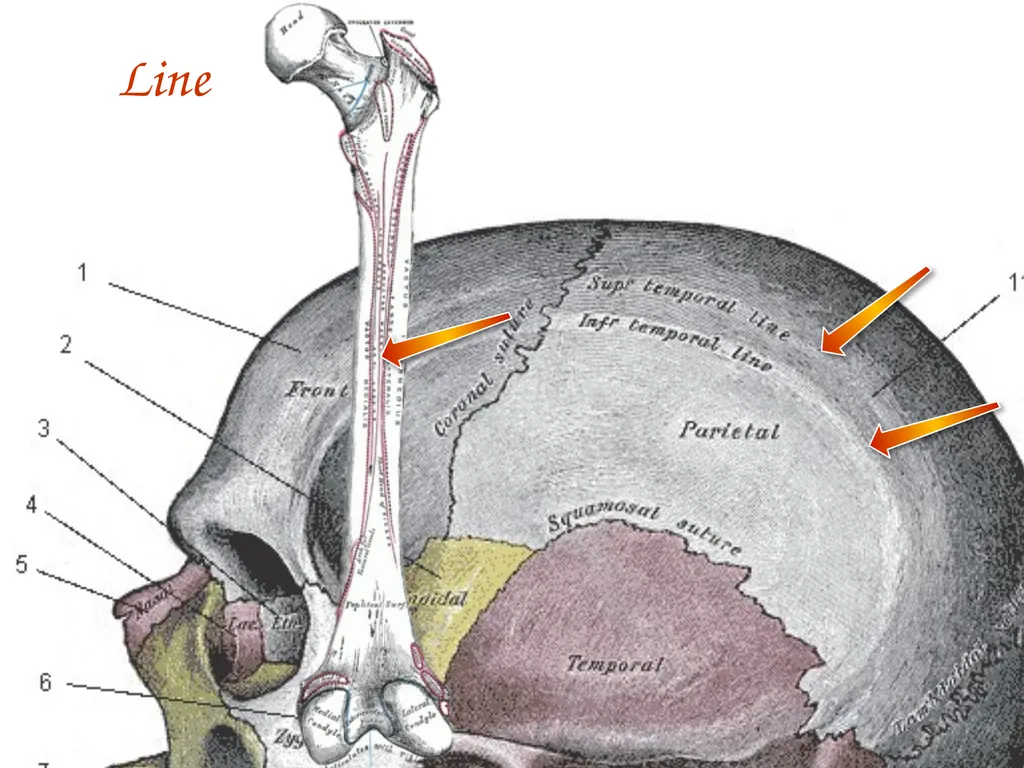 Study Tips & Tools for A&P LAB 6 Bones and - slide 25 of 36