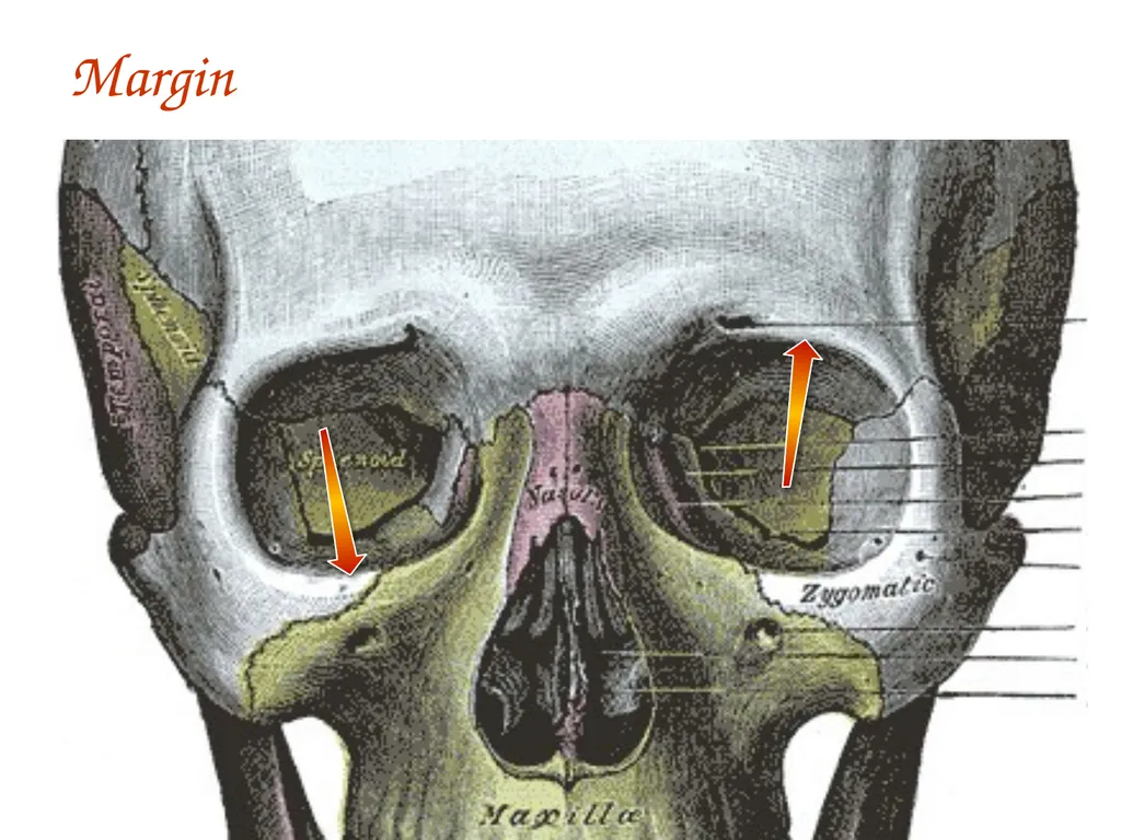 Study Tips & Tools for A&P LAB 6 Bones and - slide 14 of 36