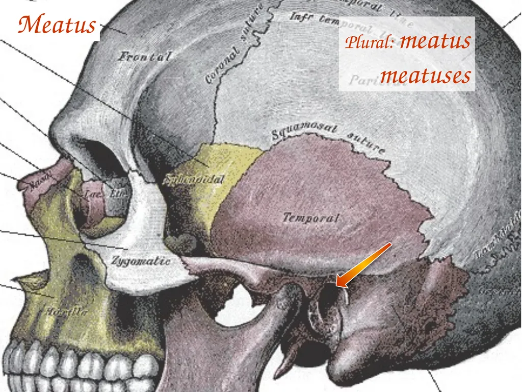 Study Tips & Tools for A&P LAB 6 Bones and - slide 34 of 36