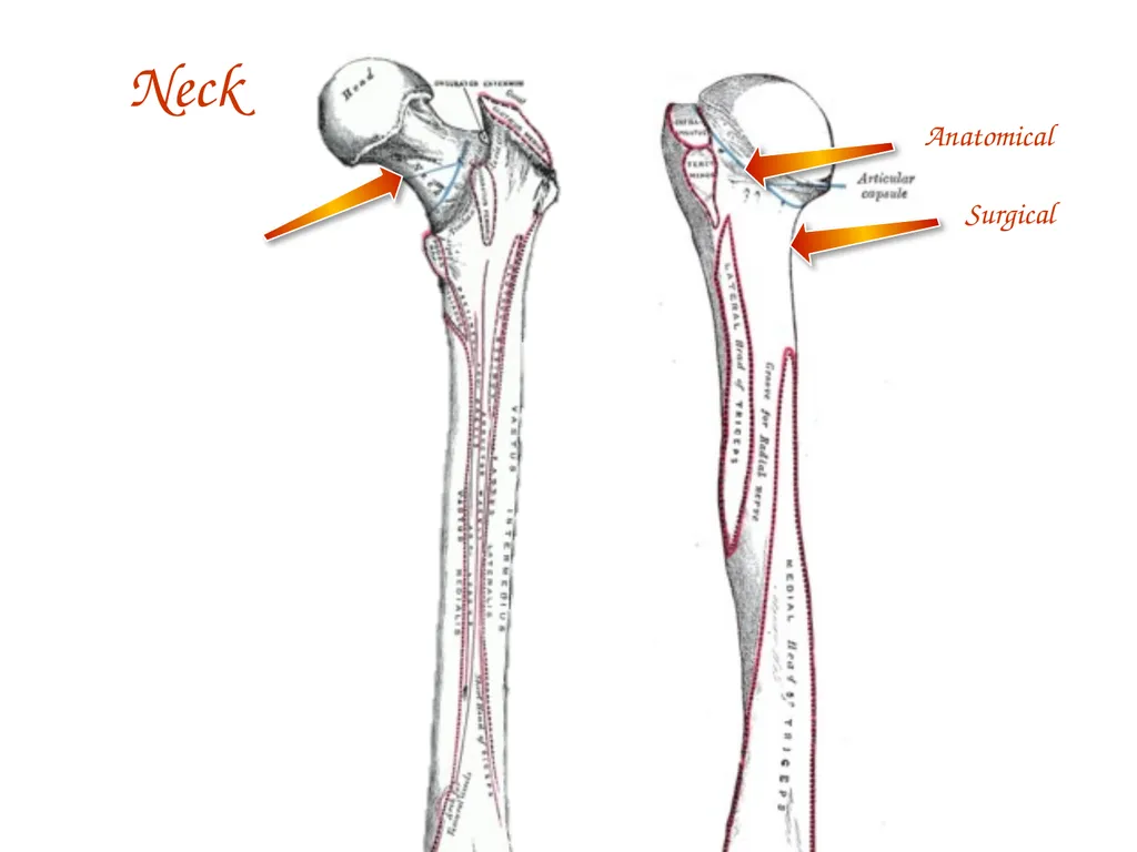 Study Tips & Tools for A&P LAB 6 Bones and - slide 19 of 36