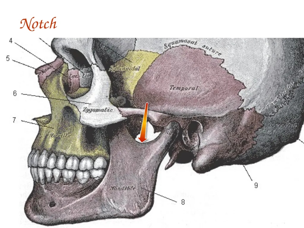 Study Tips & Tools for A&P LAB 6 Bones and - slide 16 of 36