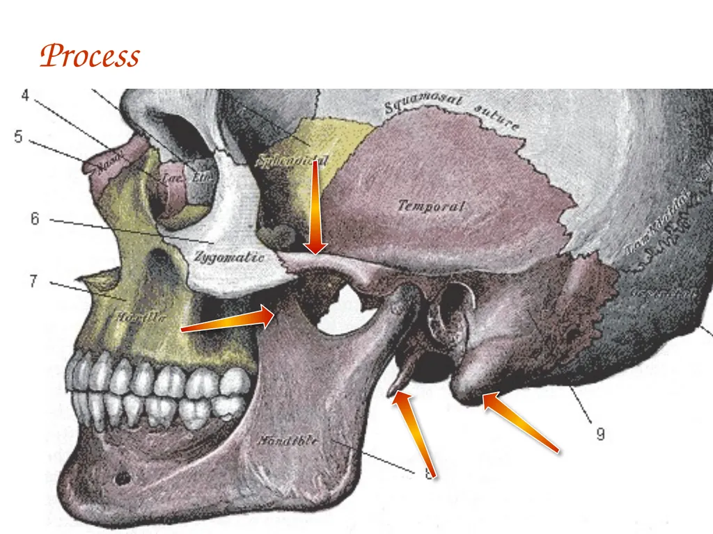 Study Tips & Tools for A&P LAB 6 Bones and - slide 26 of 36