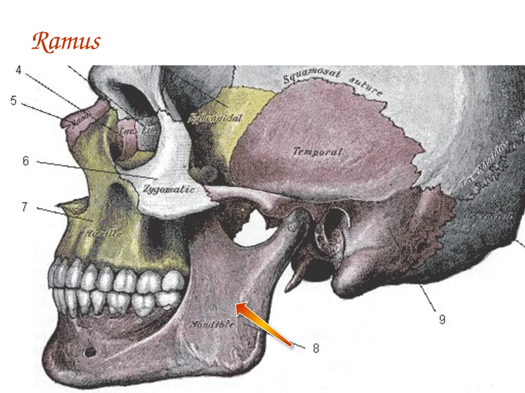 Study Tips & Tools for A&P LAB 6 Bones and - slide 20 of 36