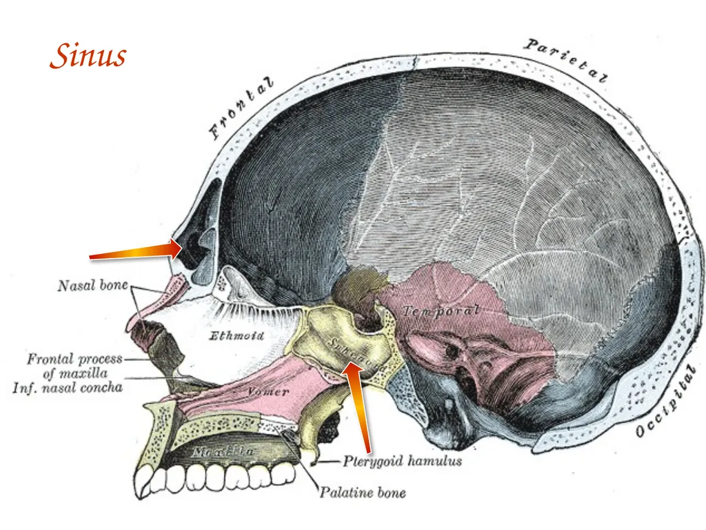 Study Tips & Tools for A&P LAB 6 Bones and - slide 36 of 36