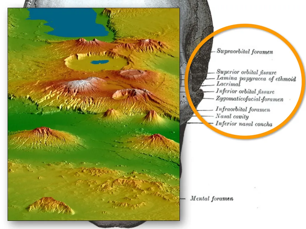 Study Tips & Tools for A&P LAB 6 Bones and - slide 12 of 36