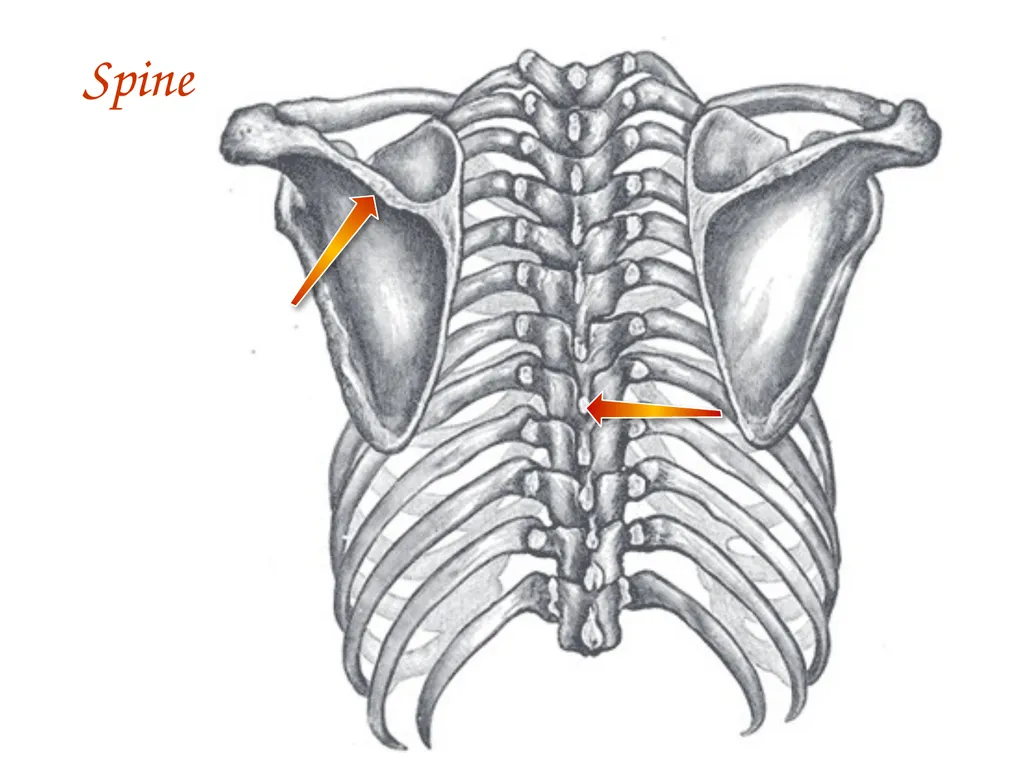 Study Tips & Tools for A&P LAB 6 Bones and - slide 27 of 36