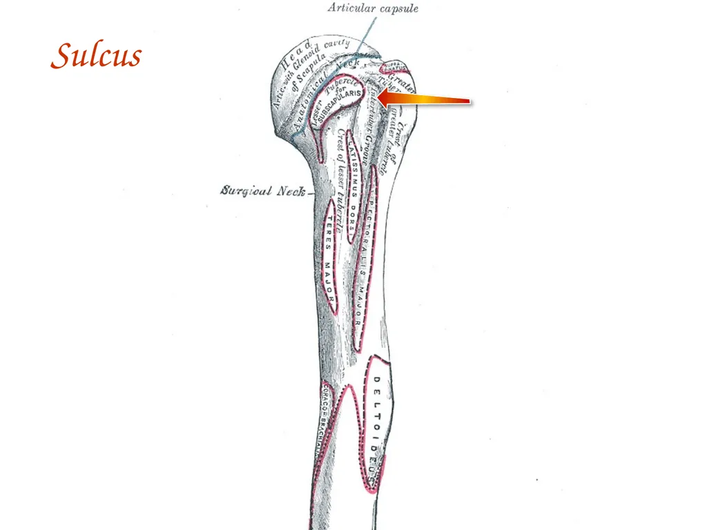 Study Tips & Tools for A&P LAB 6 Bones and - slide 23 of 36