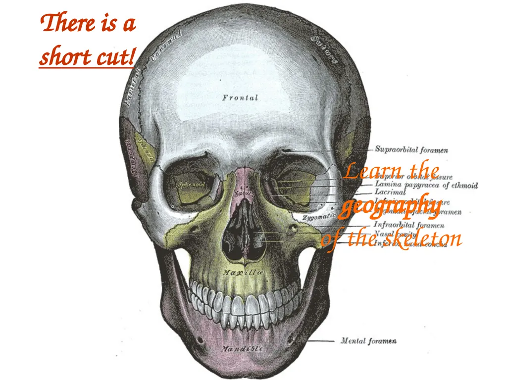 Study Tips & Tools for A&P LAB 6 Bones and - slide 7 of 36
