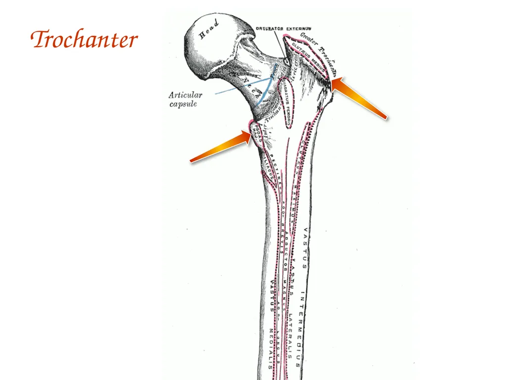 Study Tips & Tools for A&P LAB 6 Bones and - slide 30 of 36