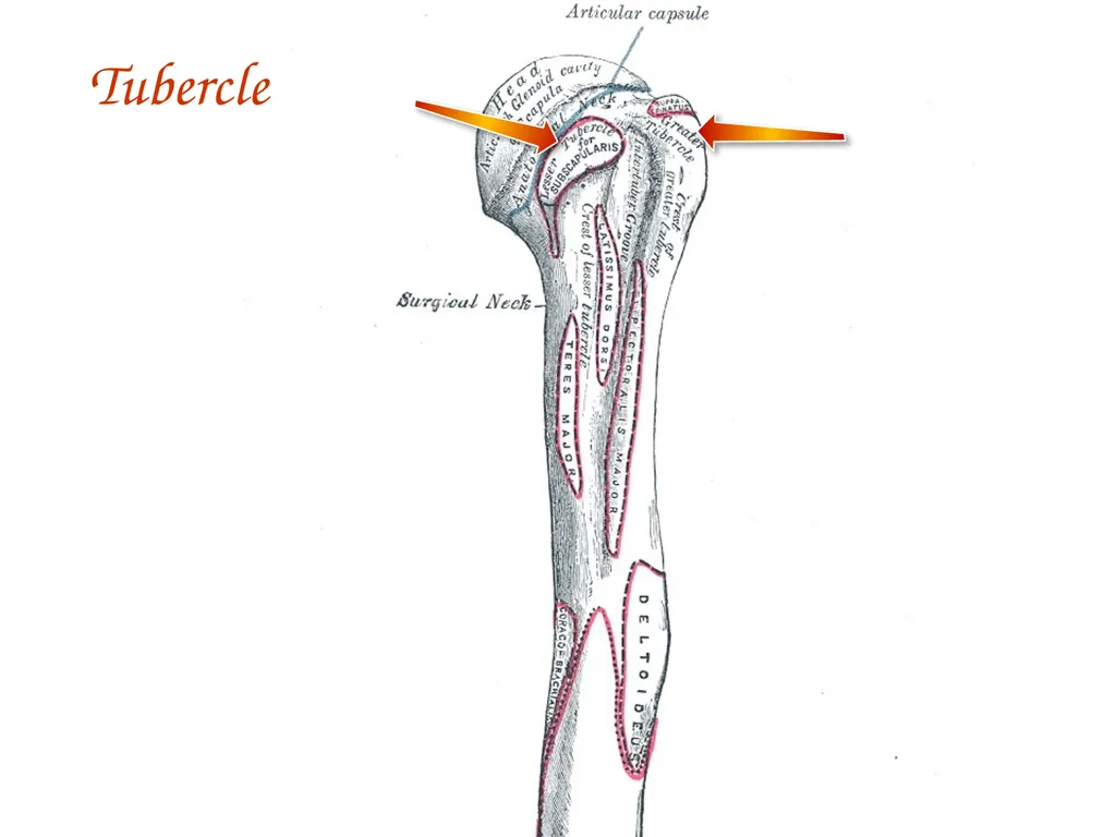 Study Tips & Tools for A&P LAB 6 Bones and - slide 32 of 36