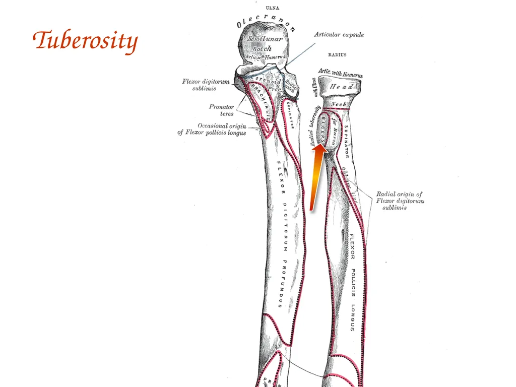 Study Tips & Tools for A&P LAB 6 Bones and - slide 31 of 36