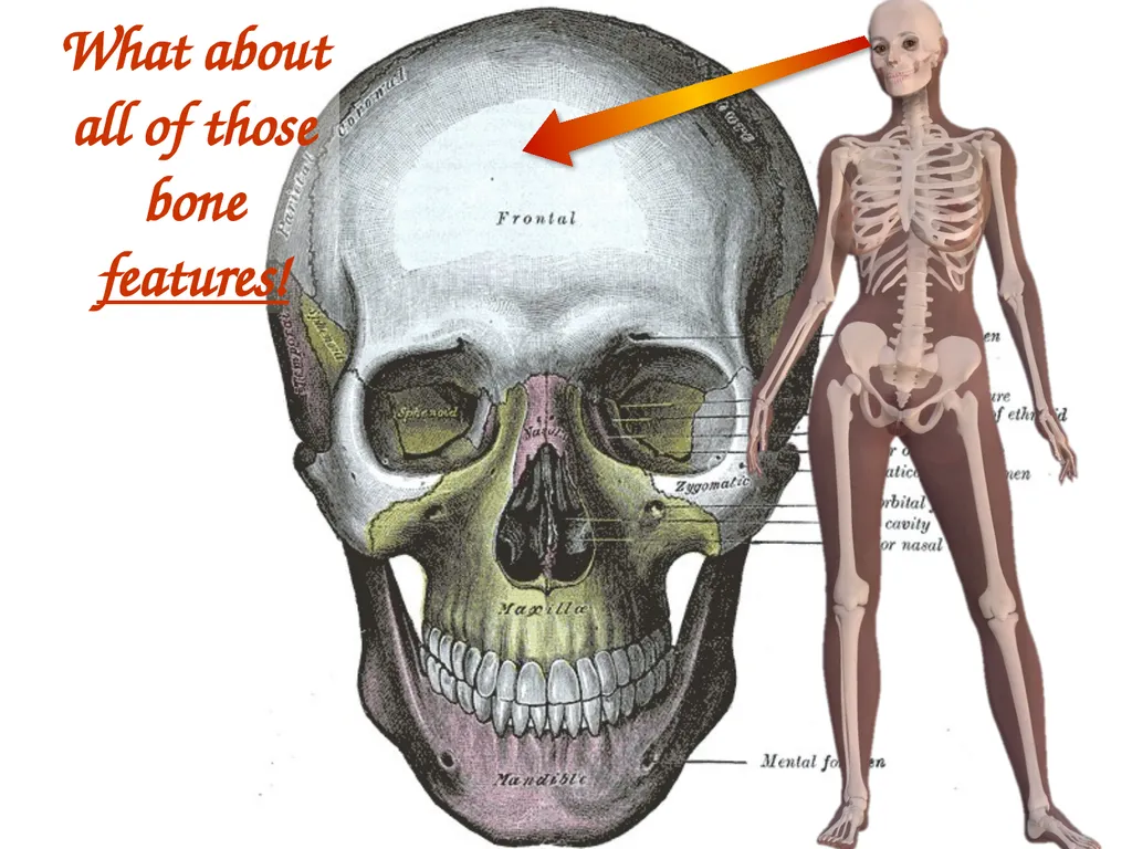 Study Tips & Tools for A&P LAB 6 Bones and - slide 6 of 36