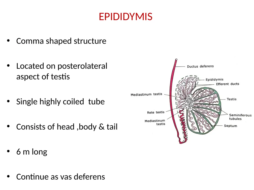 HISTOLOGY OF MALE GENITAL SYSTEM Sarangdhar kumar - slide 10 of 21
