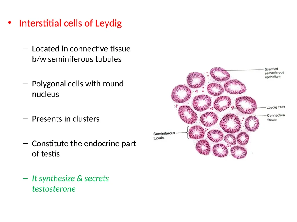 HISTOLOGY OF MALE GENITAL SYSTEM Sarangdhar kumar - slide 9 of 21
