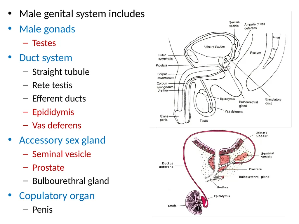 HISTOLOGY OF MALE GENITAL SYSTEM Sarangdhar kumar - slide 2 of 21