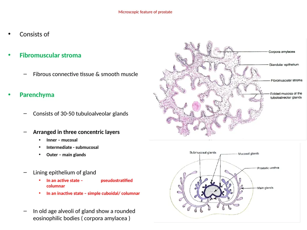 HISTOLOGY OF MALE GENITAL SYSTEM Sarangdhar kumar - slide 18 of 21