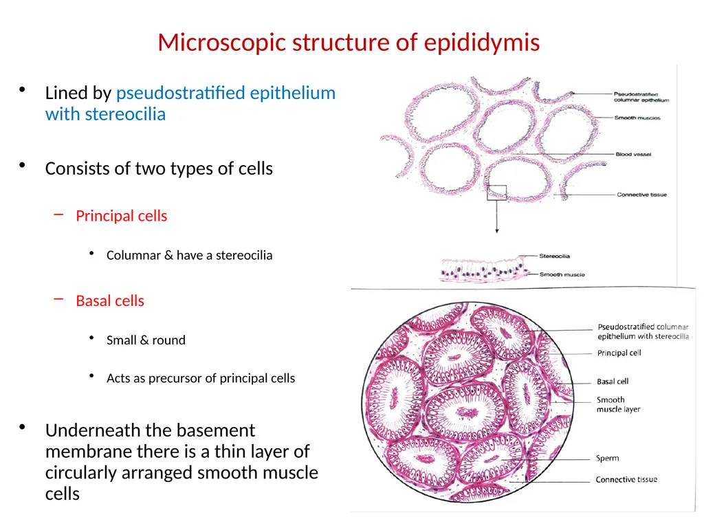 HISTOLOGY OF MALE GENITAL SYSTEM Sarangdhar kumar - slide 11 of 21