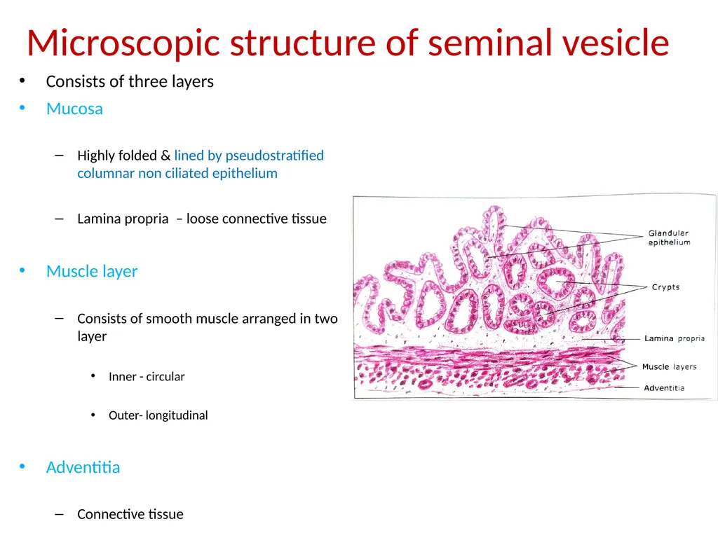 HISTOLOGY OF MALE GENITAL SYSTEM Sarangdhar kumar - slide 16 of 21