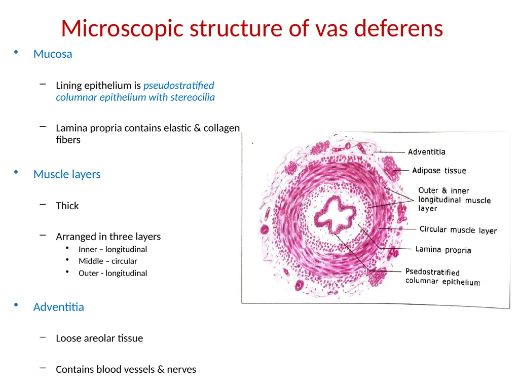 HISTOLOGY OF MALE GENITAL SYSTEM Sarangdhar kumar - slide 14 of 21