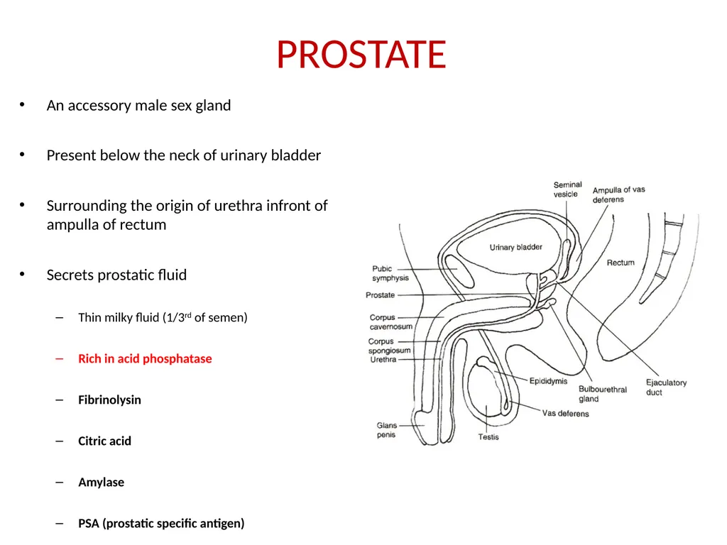 HISTOLOGY OF MALE GENITAL SYSTEM Sarangdhar kumar - slide 17 of 21