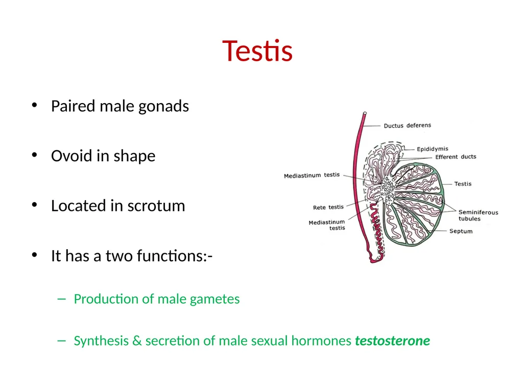 HISTOLOGY OF MALE GENITAL SYSTEM Sarangdhar kumar - slide 3 of 21