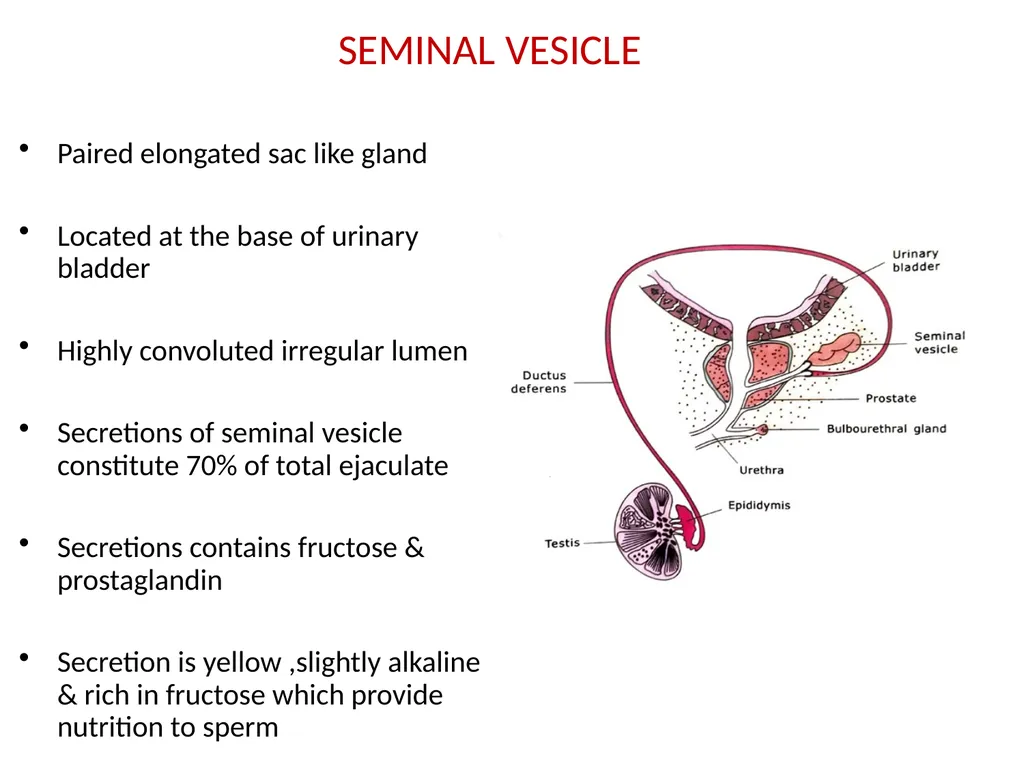HISTOLOGY OF MALE GENITAL SYSTEM Sarangdhar kumar - slide 15 of 21