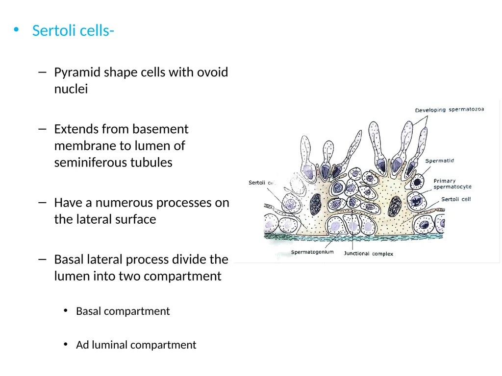 HISTOLOGY OF MALE GENITAL SYSTEM Sarangdhar kumar - slide 7 of 21