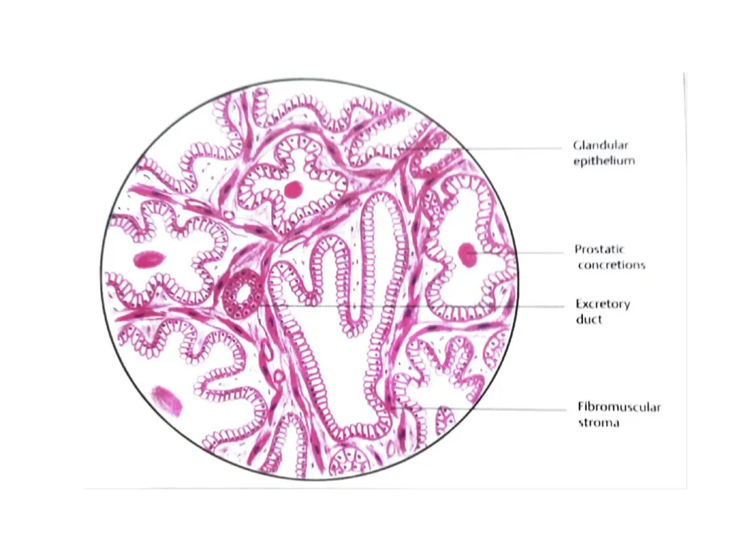 HISTOLOGY OF MALE GENITAL SYSTEM Sarangdhar kumar - slide 20 of 21