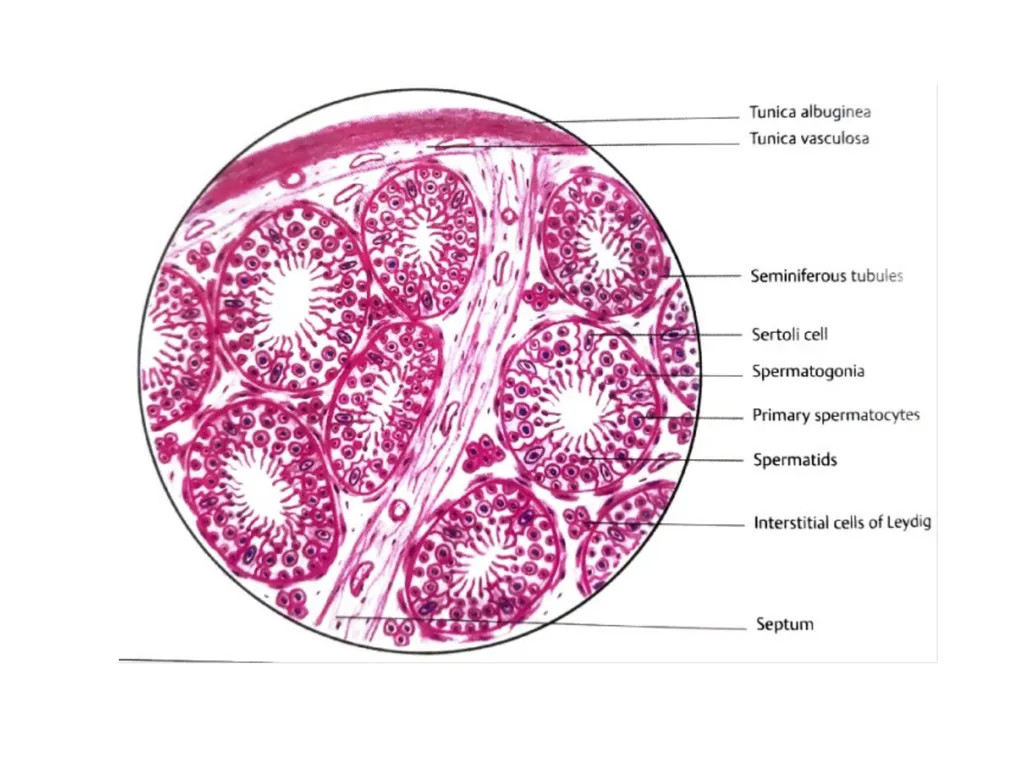 HISTOLOGY OF MALE GENITAL SYSTEM Sarangdhar kumar - slide 5 of 21