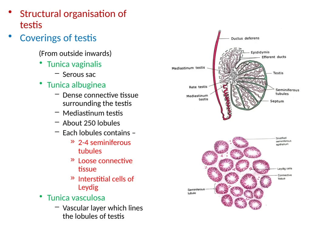 HISTOLOGY OF MALE GENITAL SYSTEM Sarangdhar kumar - slide 4 of 21