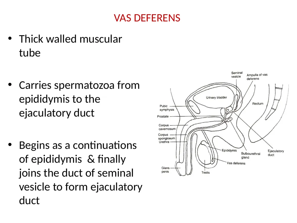 HISTOLOGY OF MALE GENITAL SYSTEM Sarangdhar kumar - slide 13 of 21