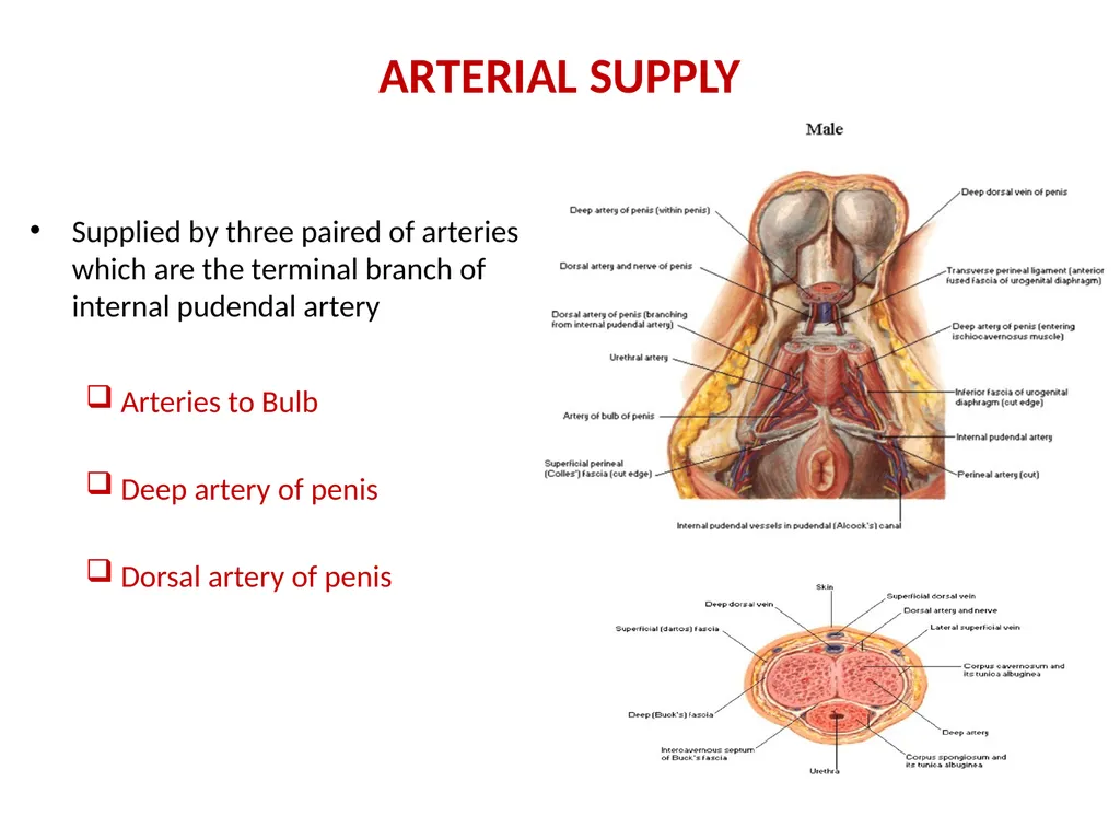 MALE EXTERNAL GENITALIA SARANGDHAR KUMAR - slide 8 of 15