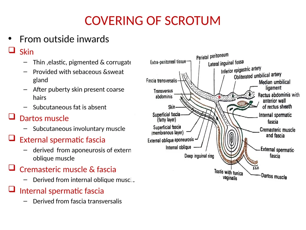 MALE EXTERNAL GENITALIA SARANGDHAR KUMAR - slide 13 of 15