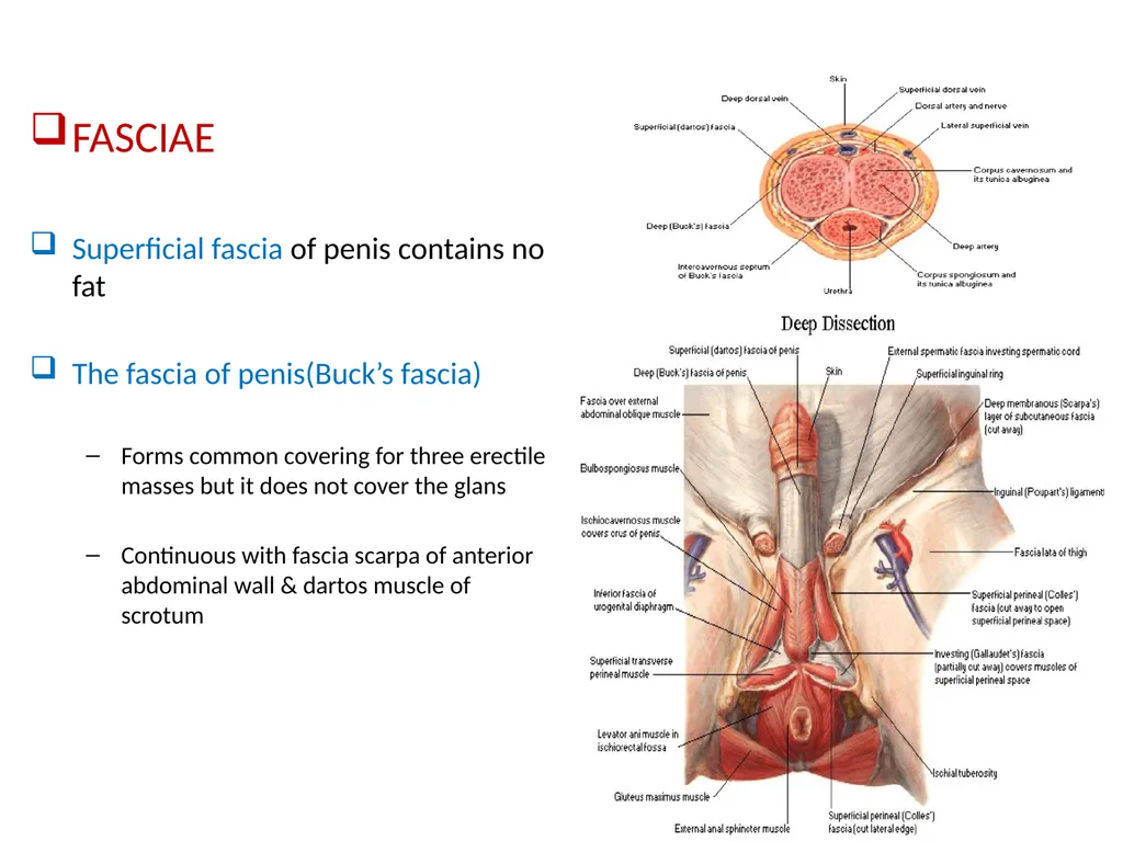 MALE EXTERNAL GENITALIA SARANGDHAR KUMAR - slide 5 of 15