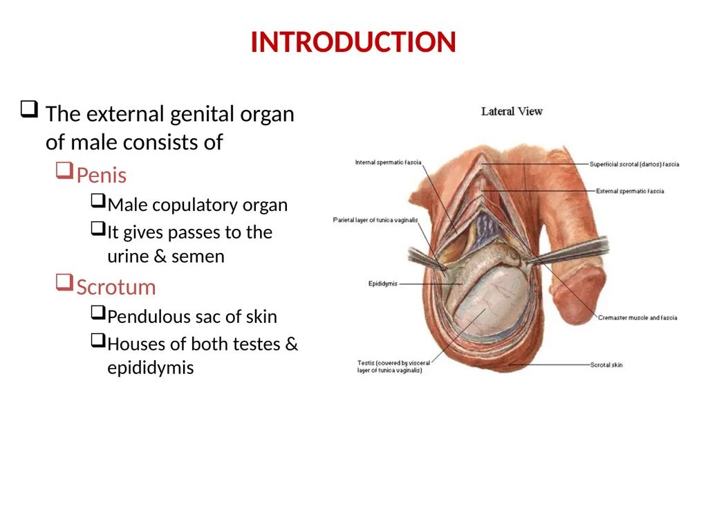 MALE EXTERNAL GENITALIA SARANGDHAR KUMAR - slide 2 of 15