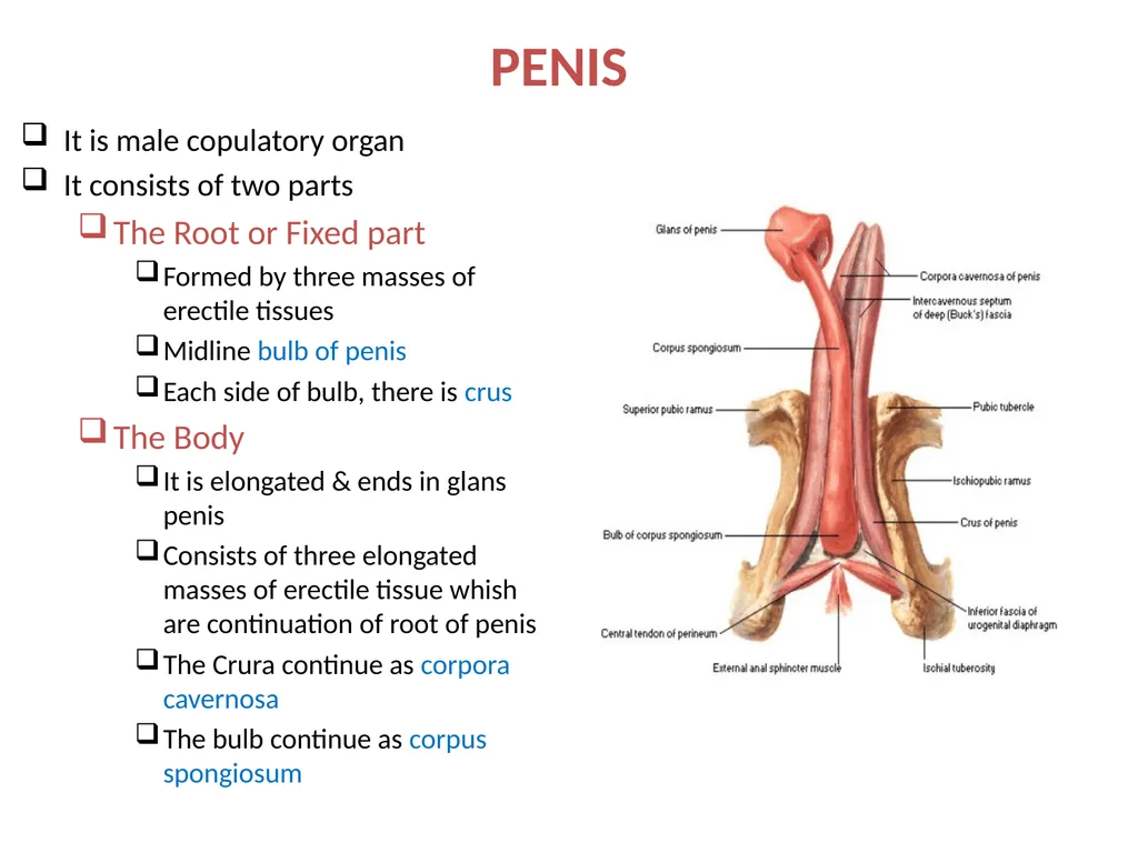 MALE EXTERNAL GENITALIA SARANGDHAR KUMAR - slide 3 of 15