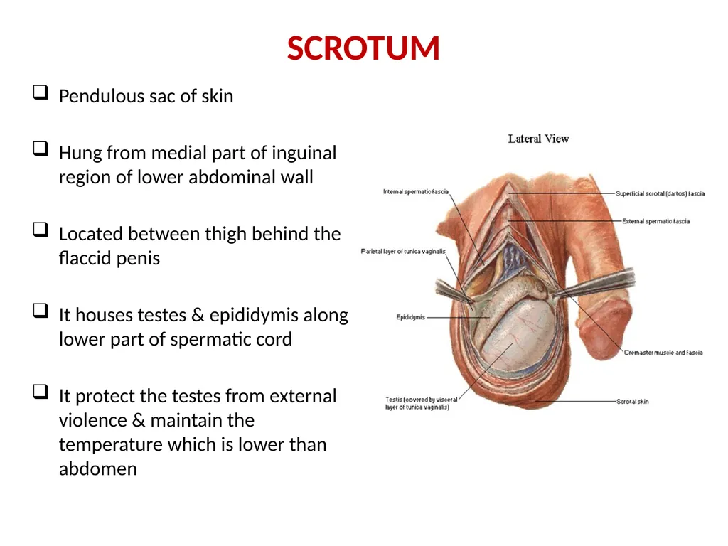 MALE EXTERNAL GENITALIA SARANGDHAR KUMAR - slide 12 of 15