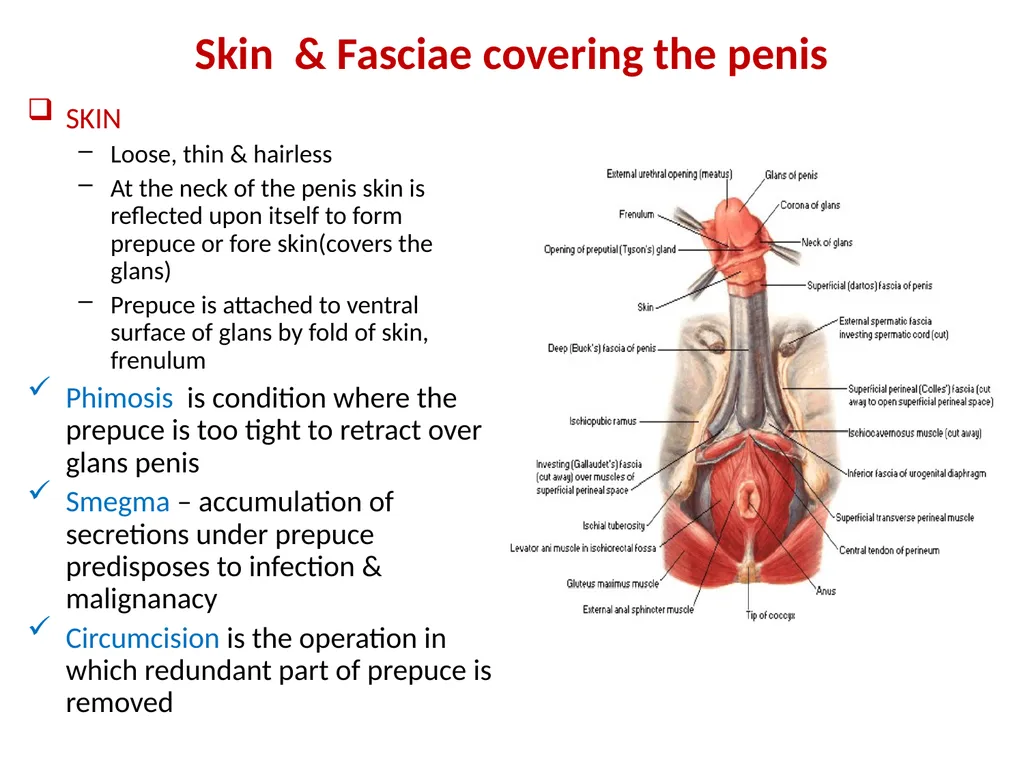 MALE EXTERNAL GENITALIA SARANGDHAR KUMAR - slide 4 of 15