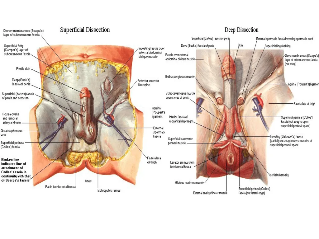 MALE EXTERNAL GENITALIA SARANGDHAR KUMAR - slide 7 of 15